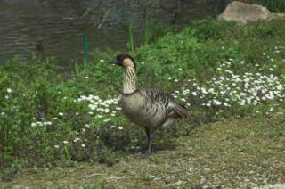 mm-2006-paradisio
