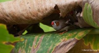 mm-2013-berkenhof-nl