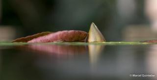 mm-2013-nationale-plantentuin