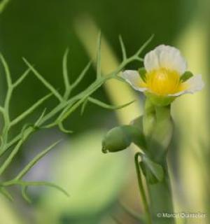 mm-2014-nationale-plantentuin