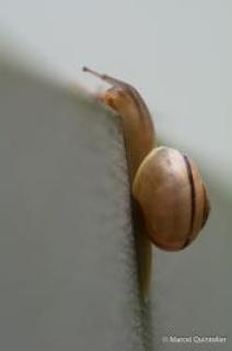 marcel_fauna