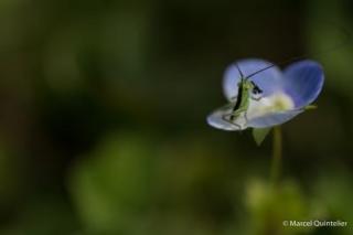 marcel_flora