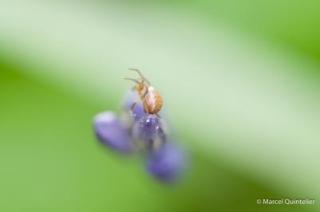 marcel_macro