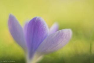 marina_bloemen