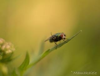 marina_insecten