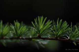 marina_macro