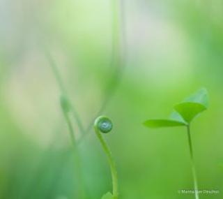 marina_planten