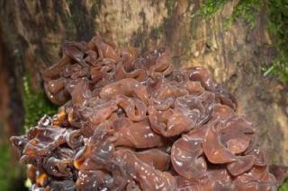 paddestoelen