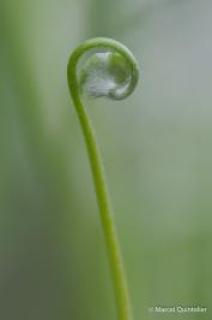 planten