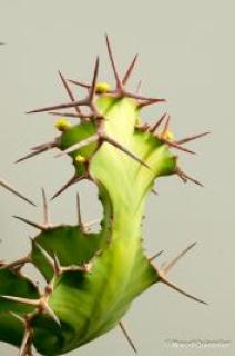 plantentuin