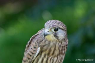 roofvogels