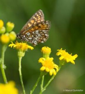 vlinders